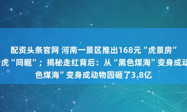 配资头条官网 河南一景区推出168元“虎景房”，隔着玻璃与老虎“同眠”；揭秘走红背后：从“黑色煤海”变身成动物园砸了3.8亿
